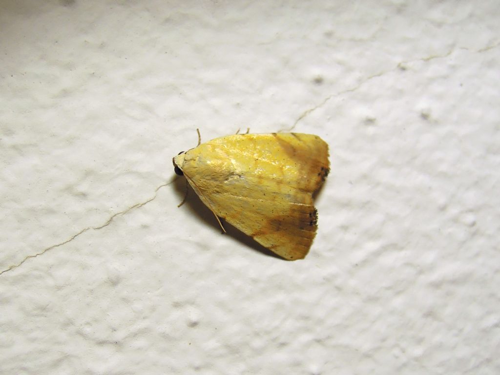 Xanthodes albago (Noctuidae)
